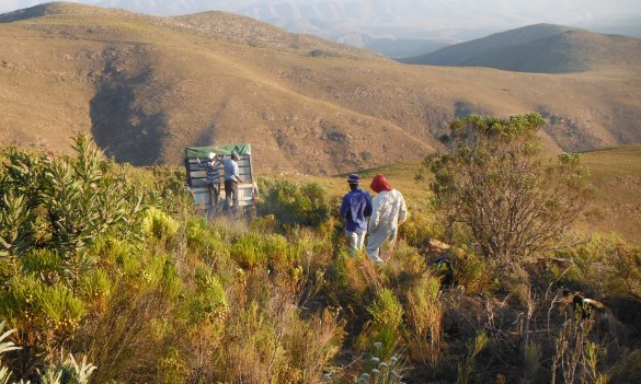 McGregor G.K. honeybush mountains.JPG