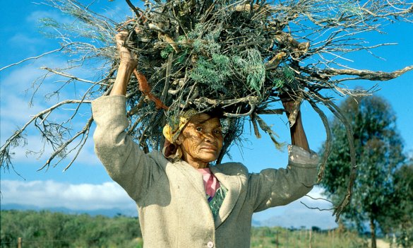 Pic 1- Woman Harvesting.jpg