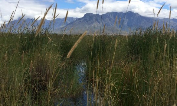 Papenkuils Wetland 