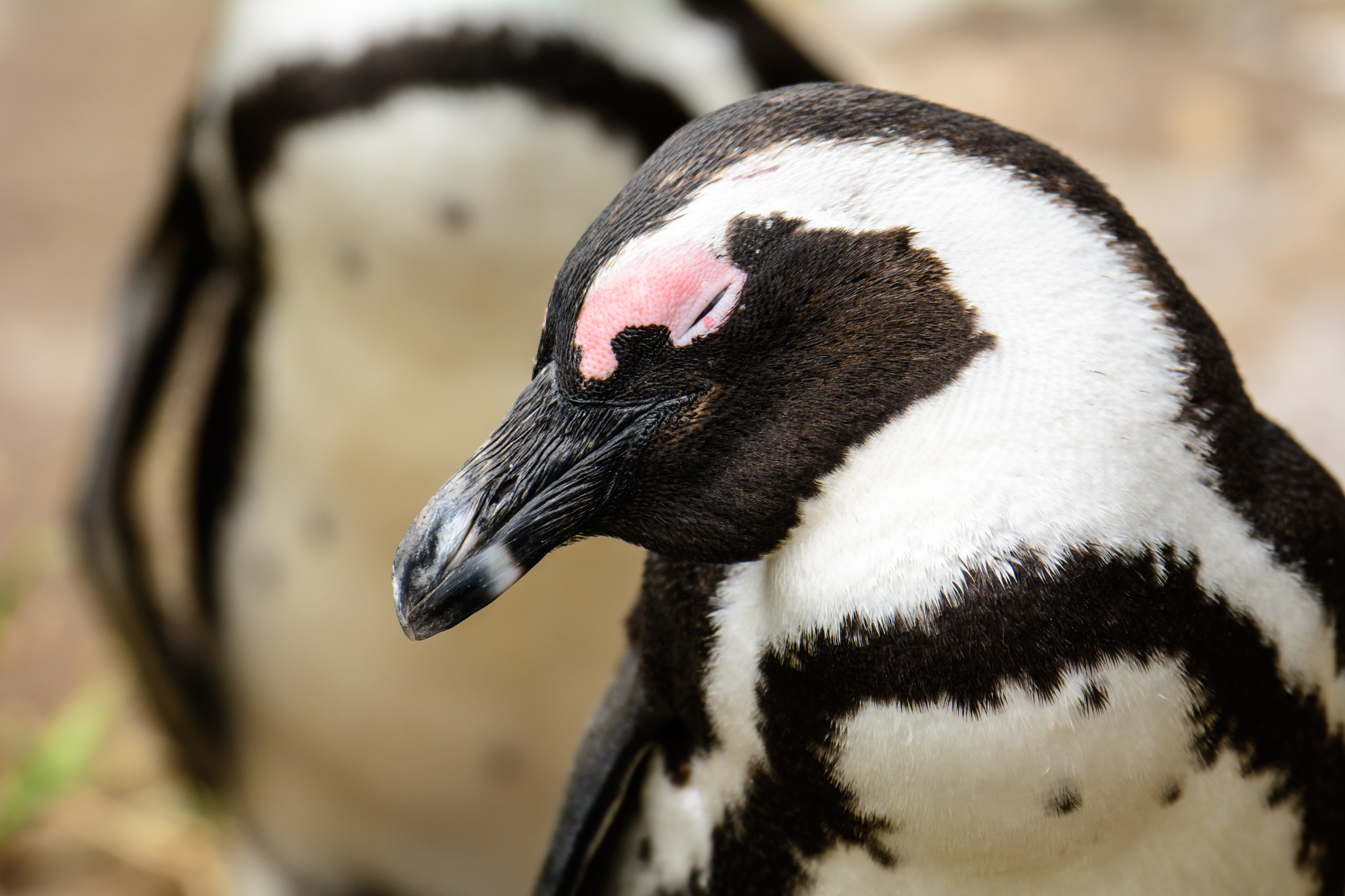 African penguin