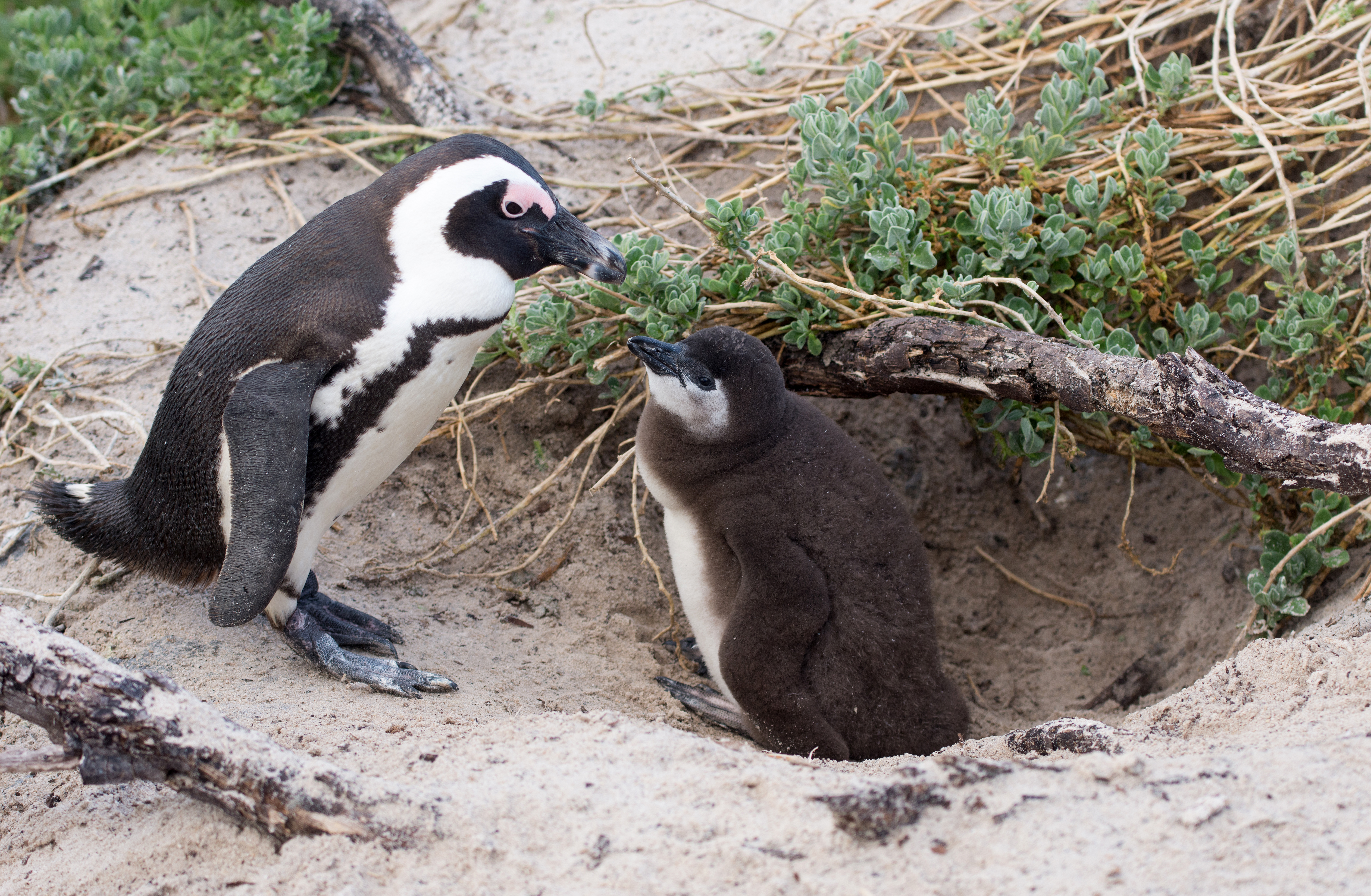 African penguin at nest