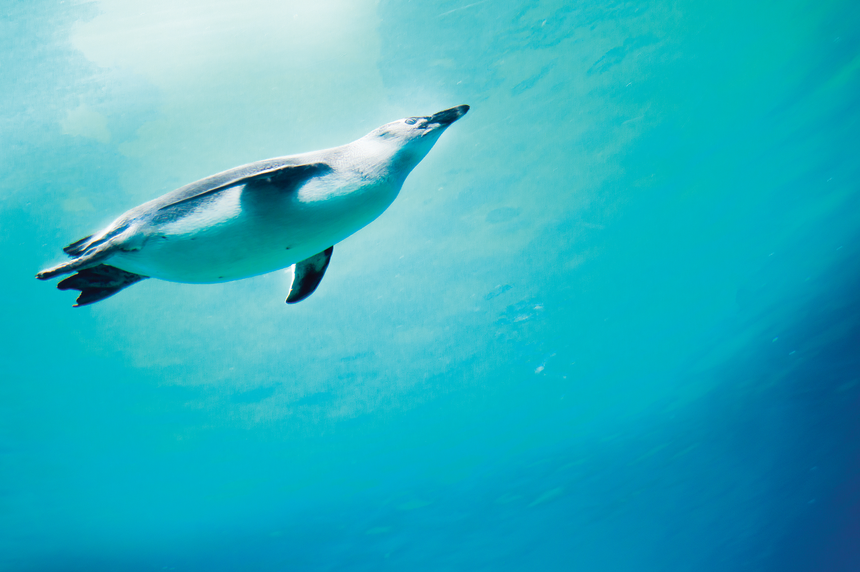 African penguin in ocean