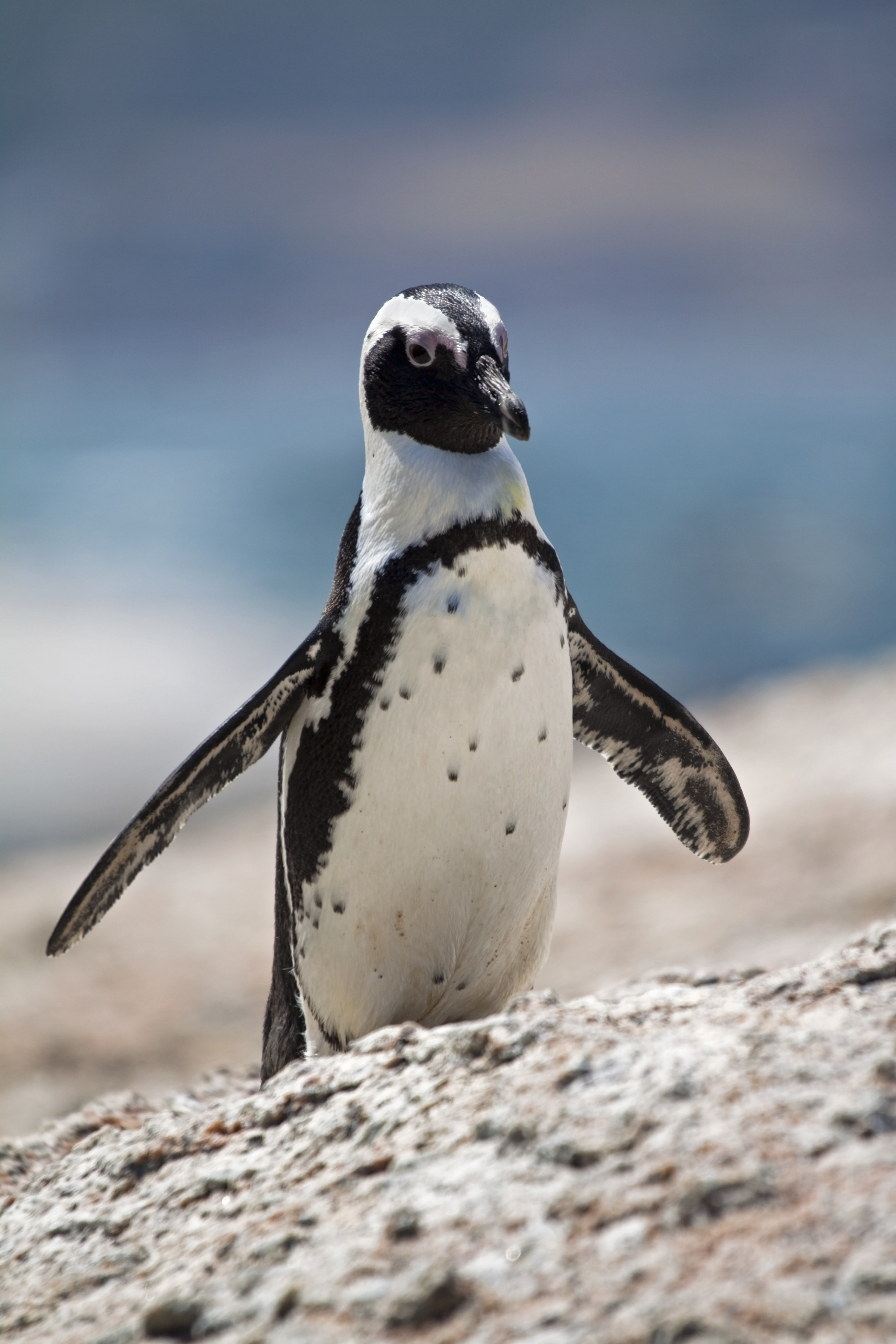 African penguin on rocks