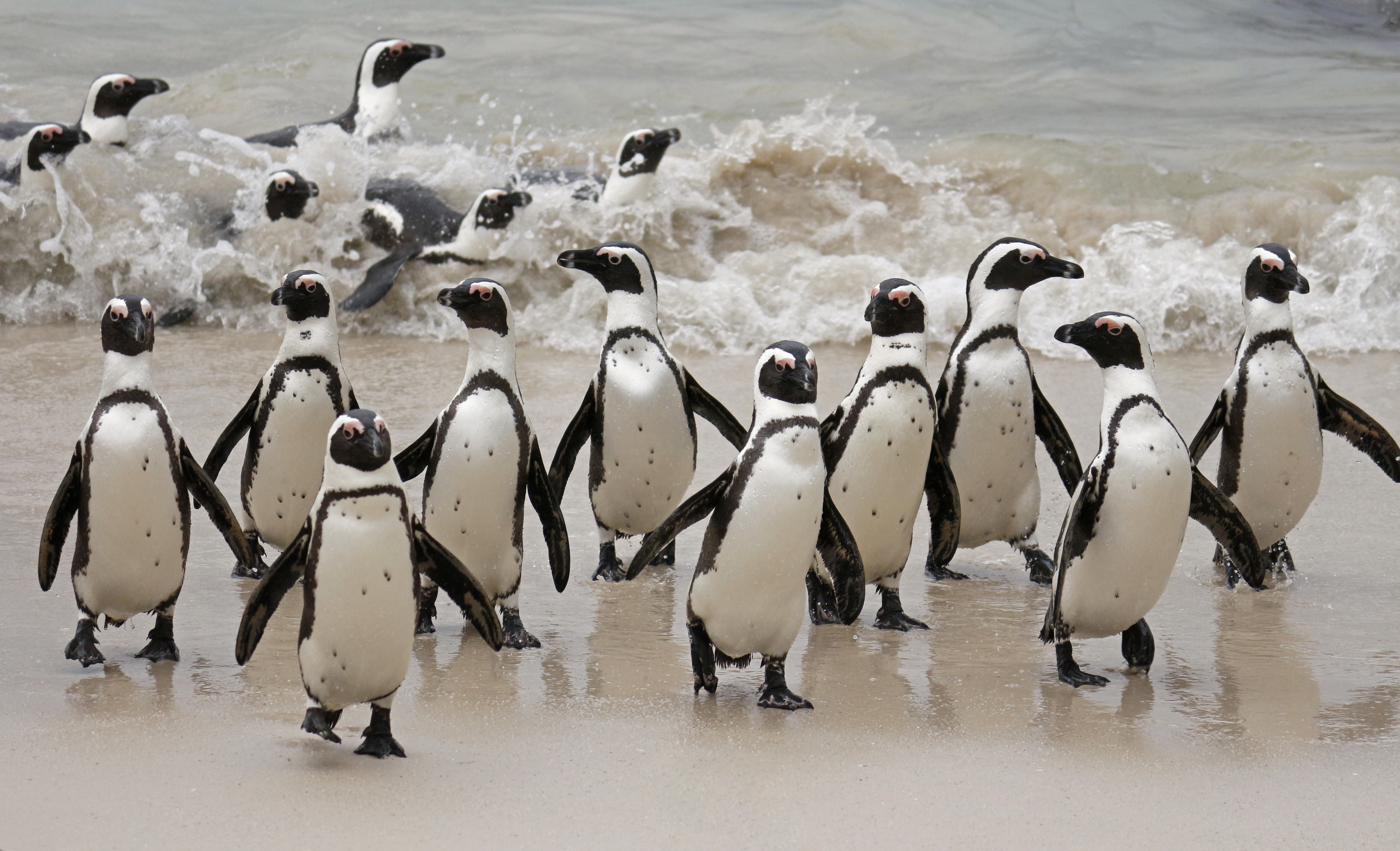 African penguins on beach