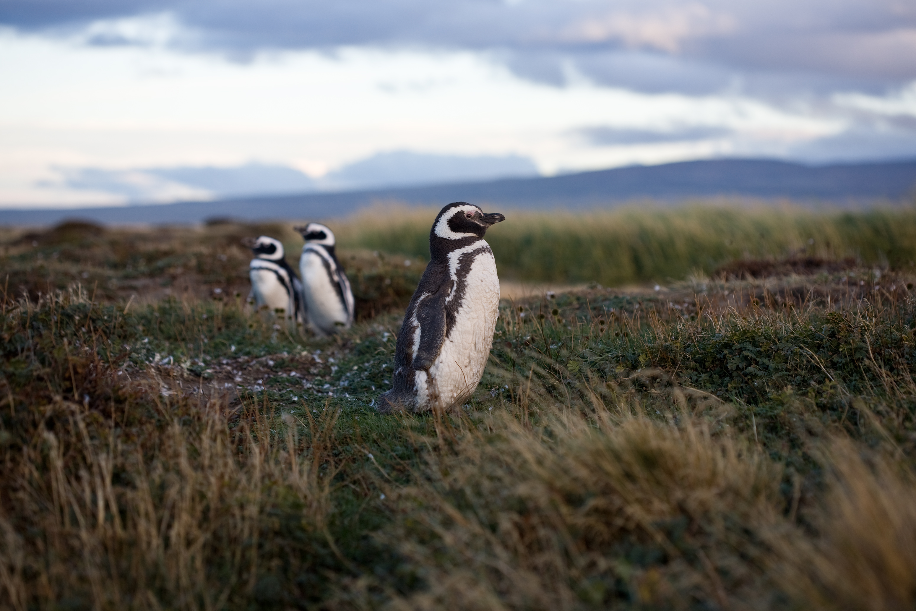 African penguins