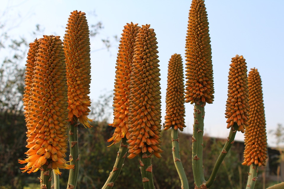 Aloe