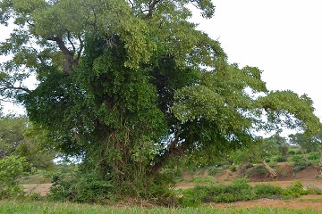 Apple-leaf tree