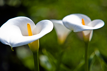 Arum lily poisonous plant