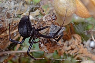 Types of Spiders