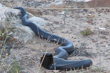 Snakes in the Western Cape