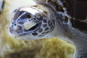 Bob will be spending quite some time at the Two Oceans Aquarium and will be released back into the ocean when he is given a clean bill of health.