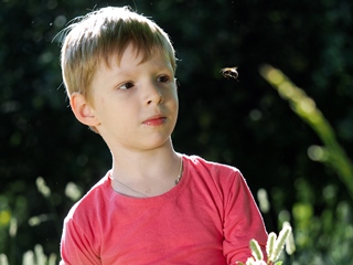 Bumblebee flying towards a young boy's face. He looks at the flight of the bee.