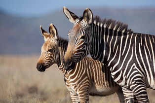 Cape Mountain Zebra