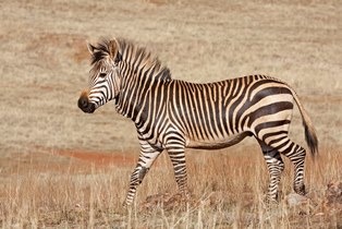 Cape Mountain Zebra