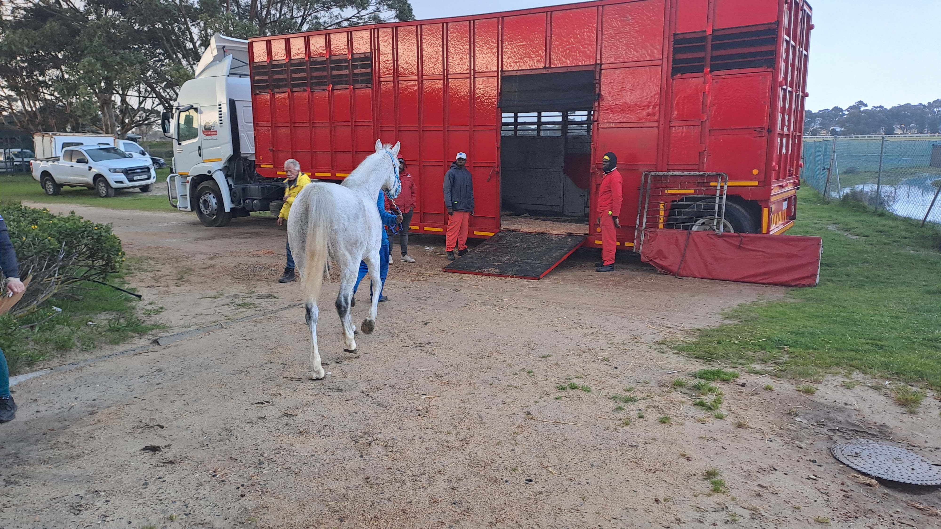 Consignment of 32 horses being loaded.