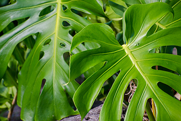 Delicious monster poisonous plant