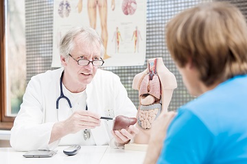 Doctor showing a replica of a liver