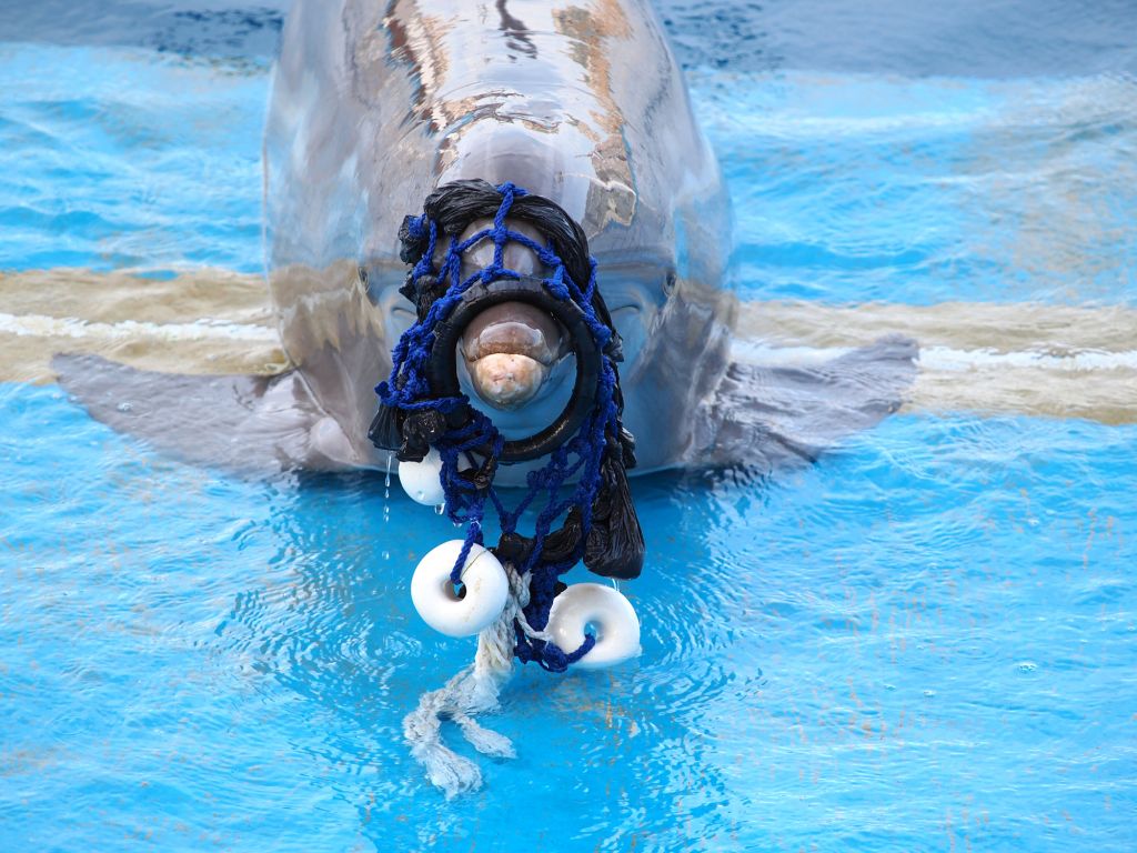 dolphin caught in plastic