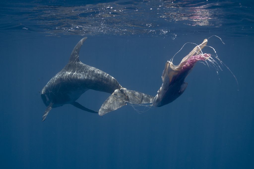 dolphin caught in plastic pollution