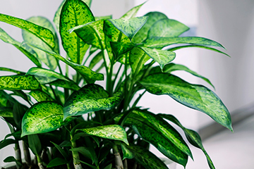 Dumb cane poisonous plant