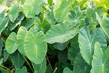 Elephant's ear poisonous plant