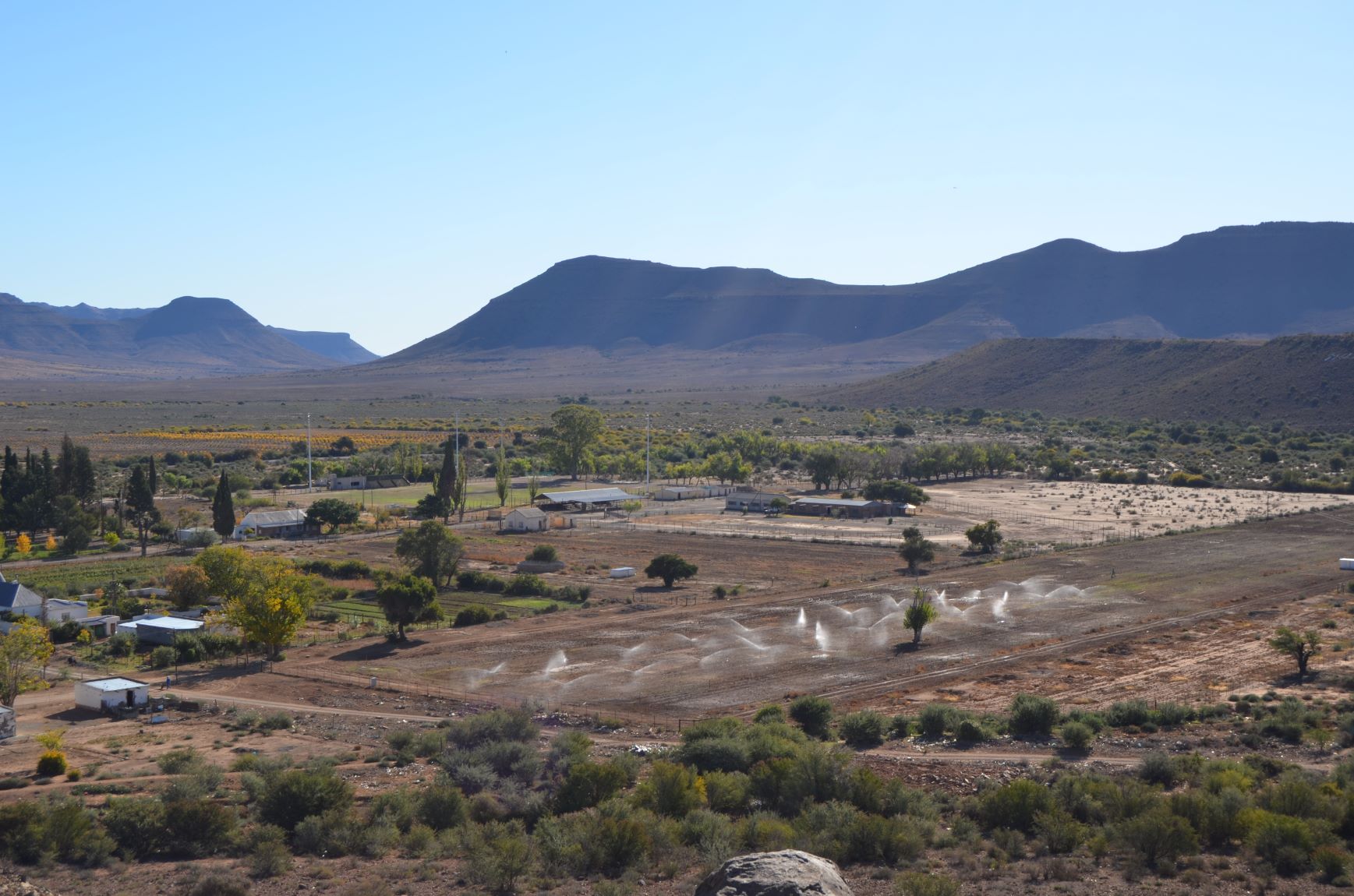 Garlic plantation