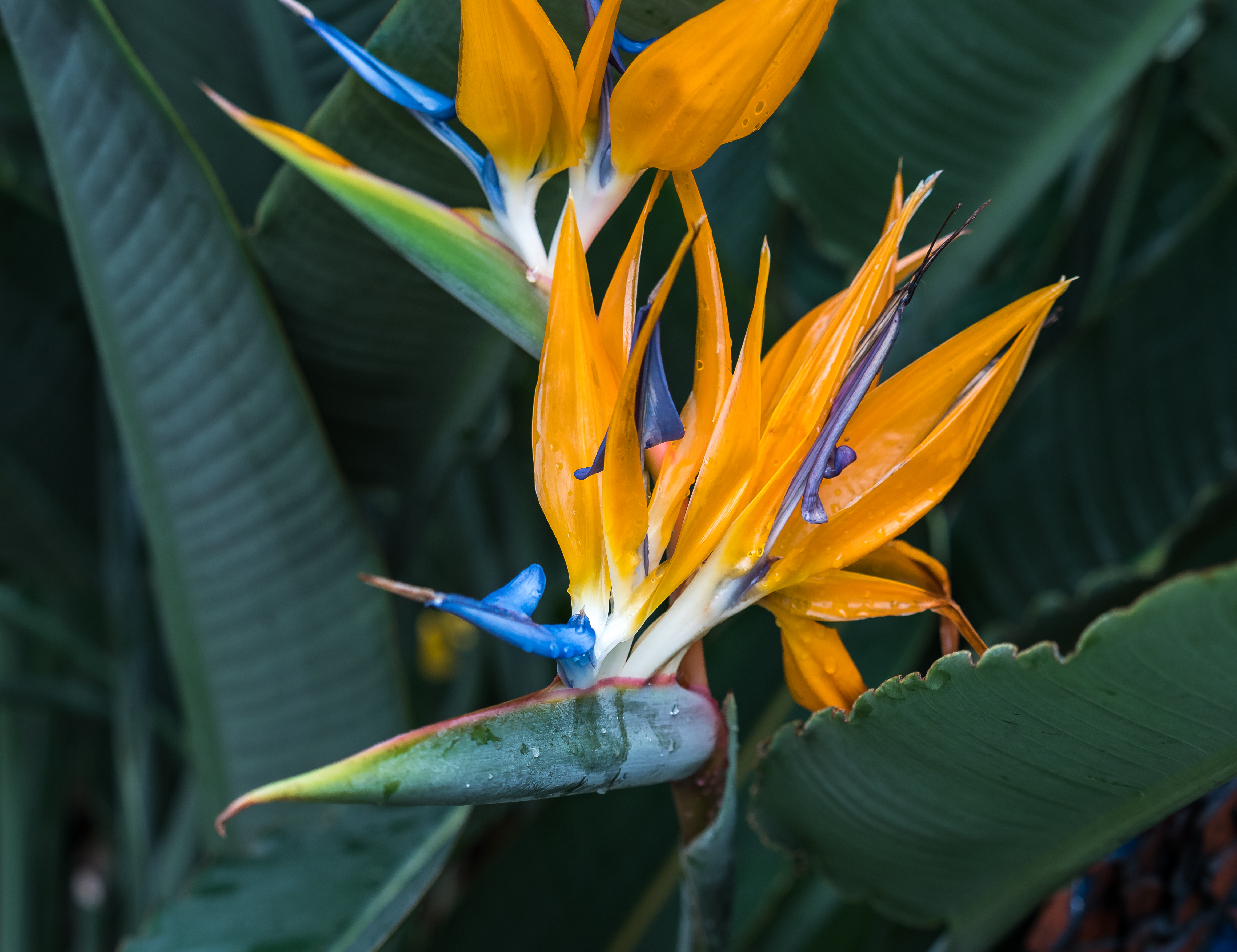 Strelitzia reginae