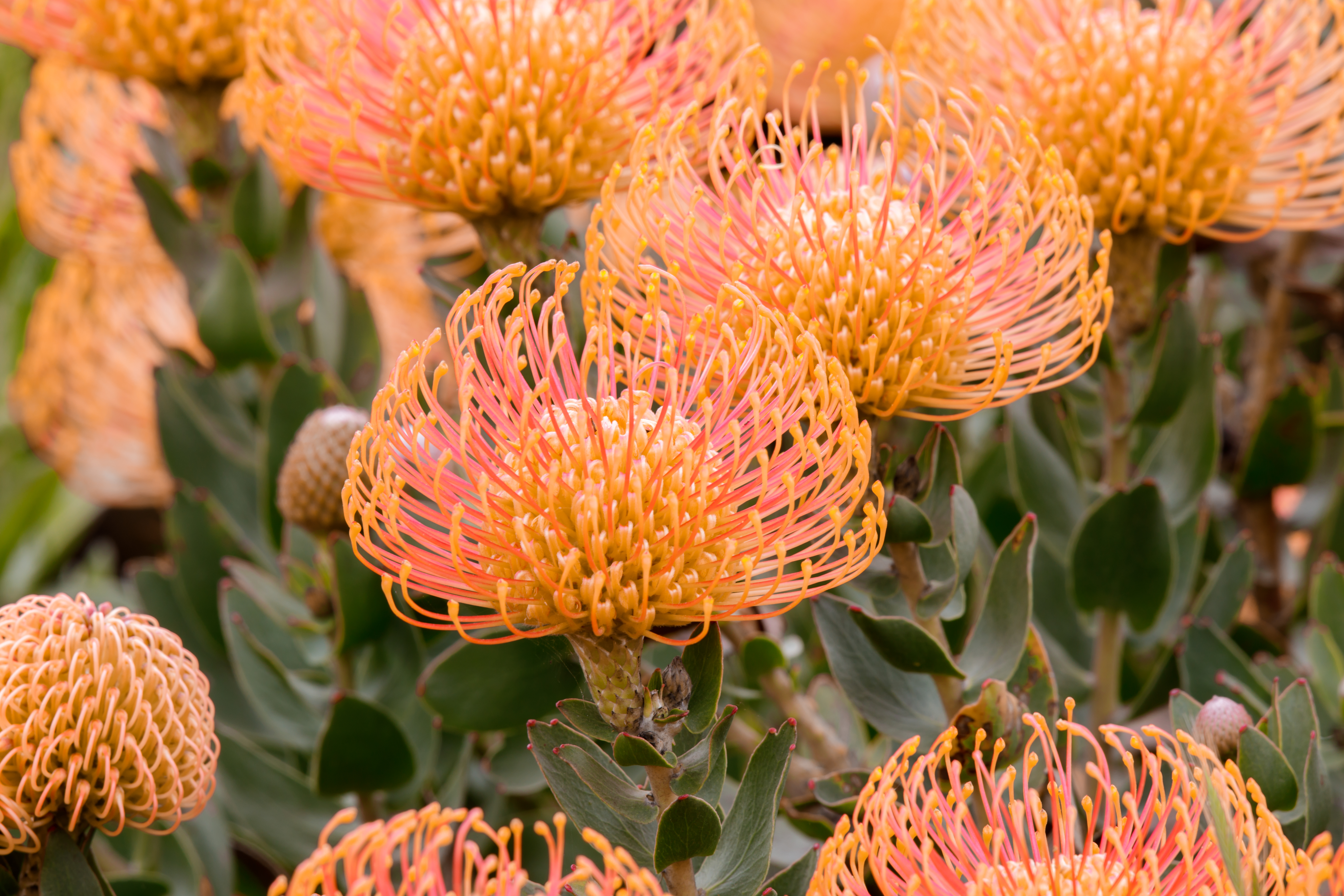 Pincushion Protea