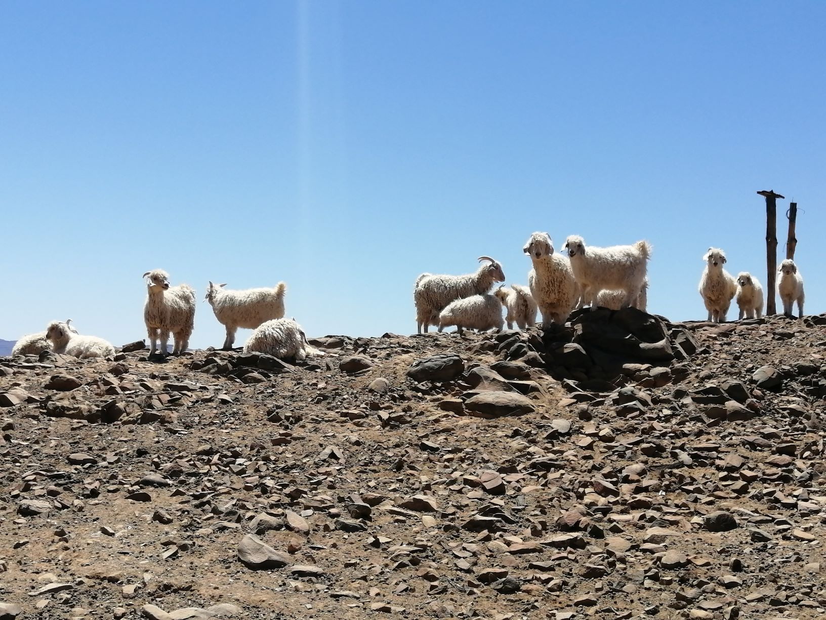 Goats on the farm Gemsbokkop outside Leeu Gamka