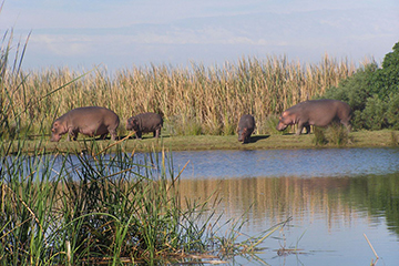 A family of hippos