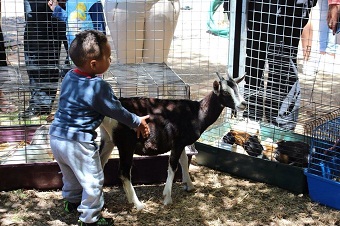 kid-petting-goat.jpg