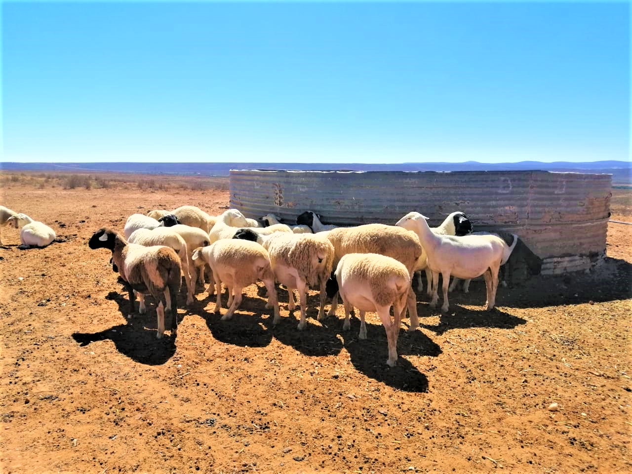 Klaas Olivier and Andrew McKebes farm, West Coast