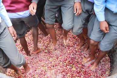 Learners had a lot of fun treading the grapes