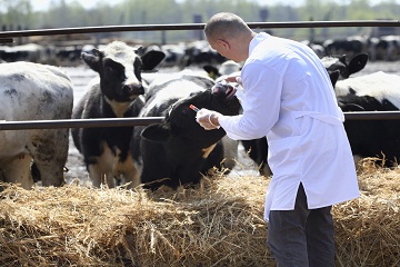 male-cow-veterinarian