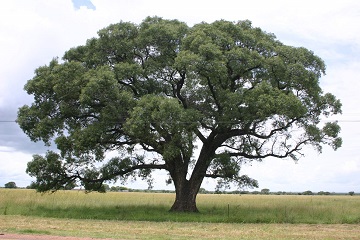 Marula tree