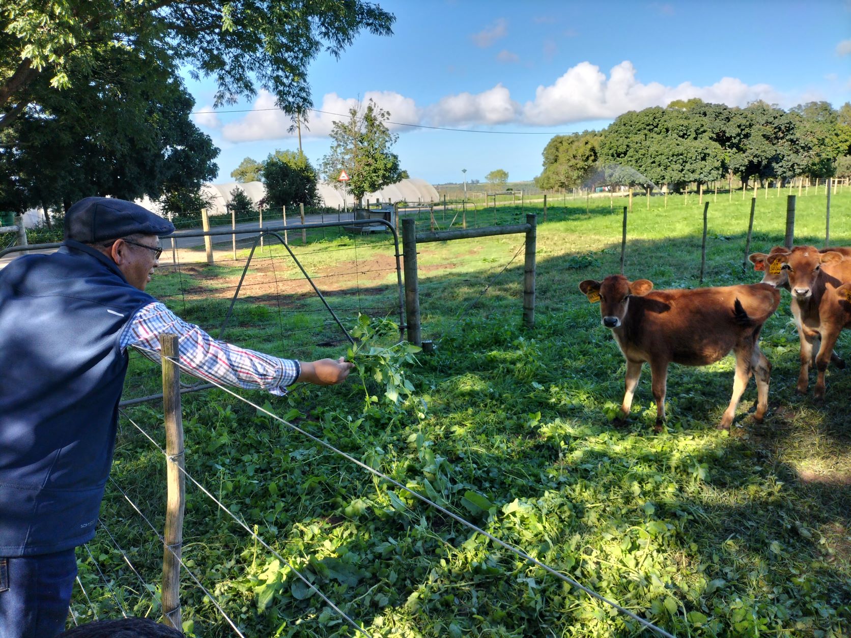 Minister Meyer with dairy cows at the Outeniqua Research Farm (1)