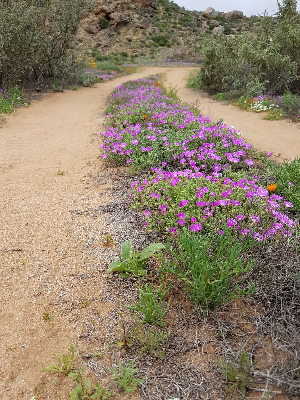 Namakwaland flowers