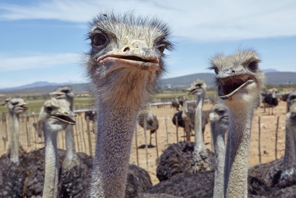 ostriches