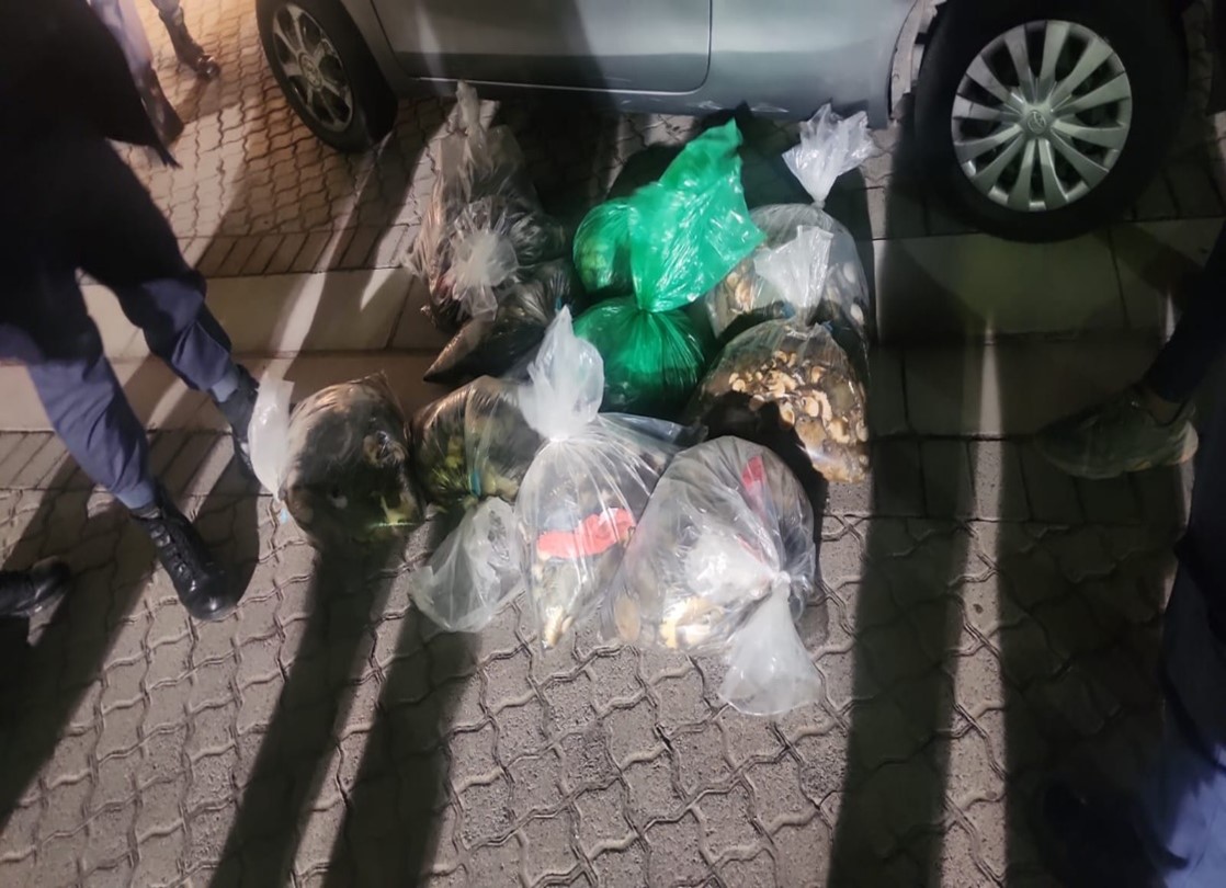 Overstrand Municipality 1560 Abalone Confiscation