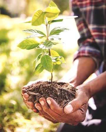 planting a tree sapling 