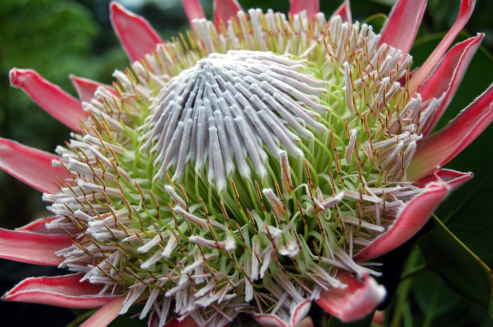 Protea