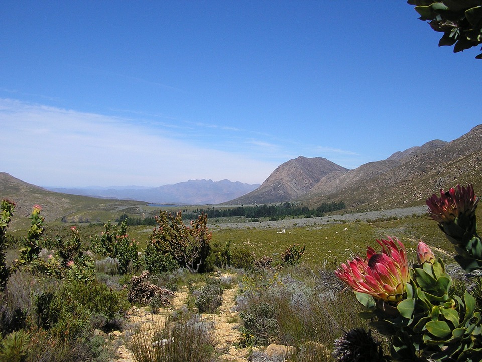 Protea Fynbos