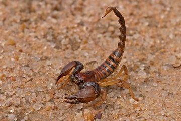 Scorpion