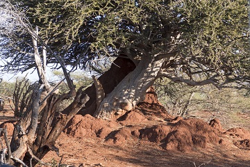 Sheperd's Tree near termite mound in South Africa for Arbor Month