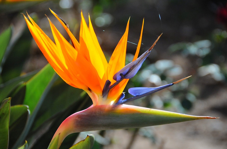 Strelitzia