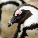 African penguin