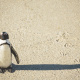 African penguin on beach