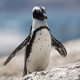 African penguin on rocks