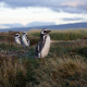 African penguins