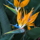 Strelitzia reginae